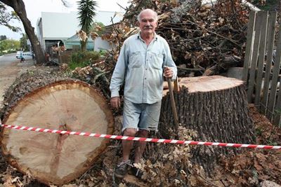 Knysna's trees beyond rescue
